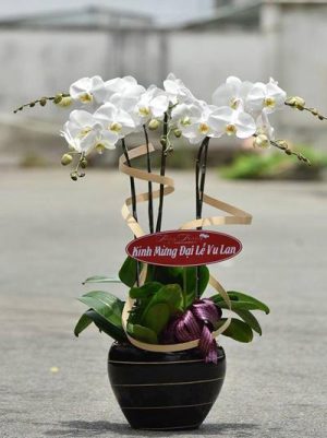 Chậu lan hồ điệp - 25